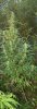 spot2plant.JPG