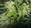 spot2bud2.jpg