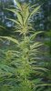 spot1bud8.jpg