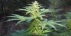 spot1bud4.jpg