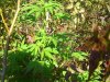 100_7267.jpg