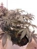 IMG_20170809_225305.jpg