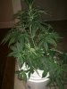 IMG_20170808_201247.jpg