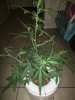 IMG_20170808_202433.jpg