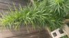 20170810_084041.jpg