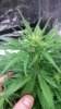 8-15-17 BDM #1 Close up.jpg