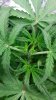 8-15-17 BDM #2 close up.jpg