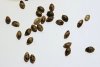 seeds_1.jpg