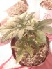 IMG_20170816_021429.jpg