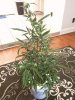IMG_20170816_192642.jpg