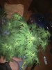 IMG_20170816_204502.jpg
