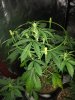 IMG_20170819_004157158.jpg