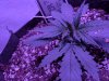 IMG_20170821_054605.jpg
