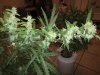 IMG_20170825_232115.jpg