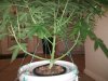 IMG_20170825_222354.jpg