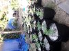 20170826_075904.jpg
