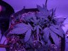 IMG_20170827_053040.jpg