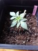 IMG_20170826_194157.jpg