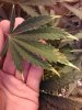 IMG_20170827_214137.jpg