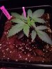 IMG_20170829_001933.jpg