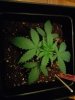 IMG_20170830_000145.jpg