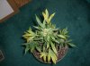 JESCO #1_8-3-11.JPG