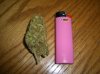 MYSTERY BUD & FULL SIZE BIC.JPG MYSTERY BUD & FULL SIZE BIC.JPG