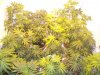 DSCF0685.jpg