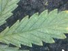IMG_20110811_131124.jpg