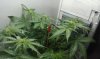 IMAG0336.jpg