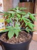 DSCN0649.jpg