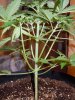 DSCN0651.jpg