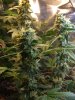 fastbud sweet seeds 017.jpg