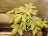 Mossys seeds 005.jpg