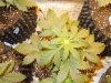 Mossys seeds 006.jpg