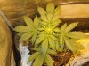 Mossys seeds 007.jpg