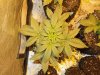 Mossys seeds 008.jpg