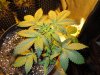 Mossys seeds 015.jpg