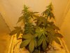 Mossys seeds 017.jpg