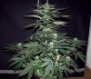 RB Day 39 (15).jpg