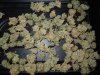 Mossys seeds 026.jpg