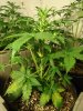 WhiteSirius 1-day23.jpg