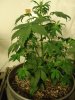 WhiteSirius 2-day23.jpg