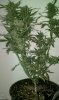 IMAG0036.jpg