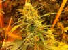 DNA Genetic Seeds Lemon Skunk 10 outa 10.jpg