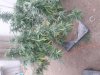 20170903_075339.jpg