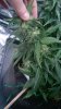 9-7 BDM Close Up #1.jpg