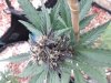 20170907_072816_1504842426643.jpg