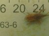 bug2.JPG