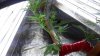 20170910_075105.jpg